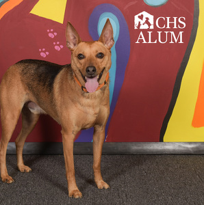 Fundraising Page: Laura Walesby